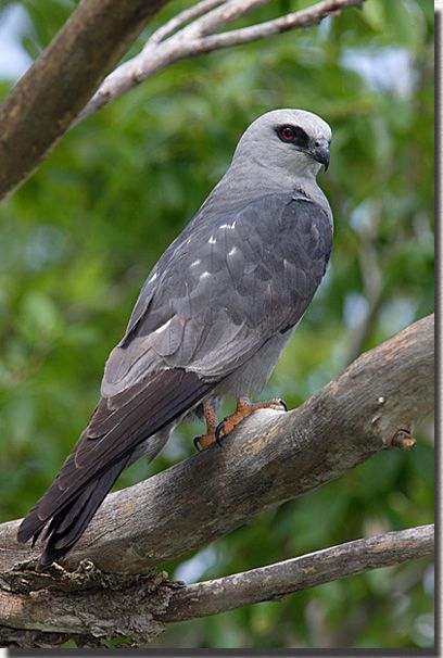 The falcon-like Mississippi Kite in all it's silvery beauty. Photo via pinterest.