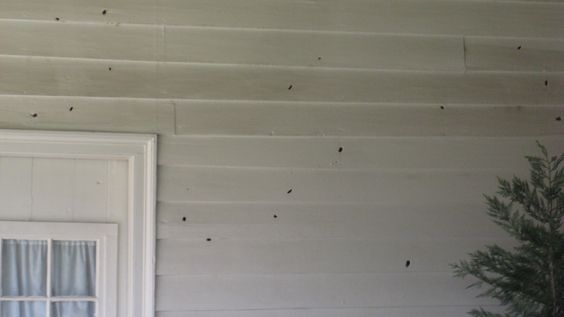 Bullets holes in the walls of the back porch. Photo via pinterest.