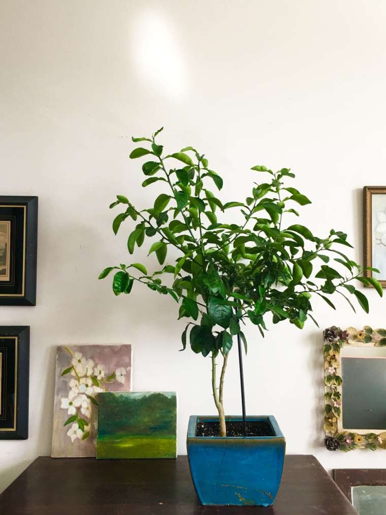 how-to-grow-a-grapefruit-tree-2019