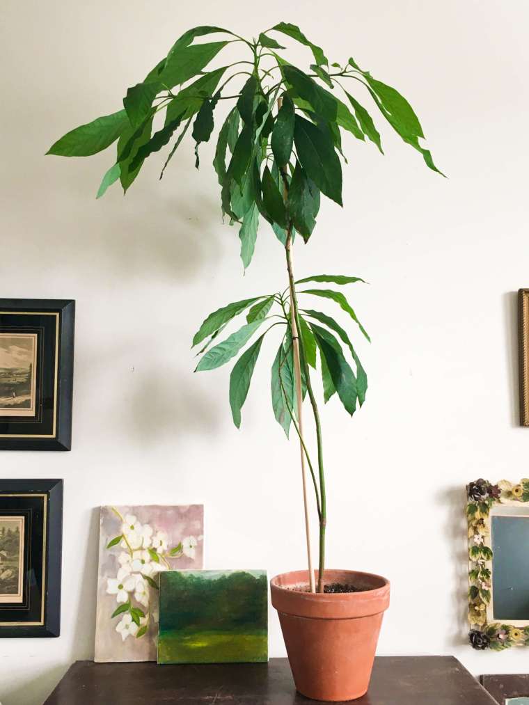 indoor-avocado-plant-1-avi (1)