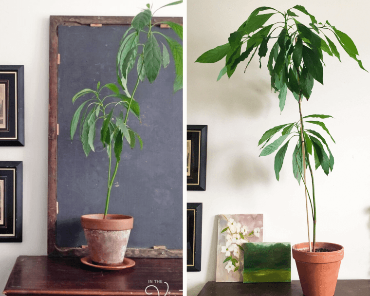 avocado-tree-growing-stages