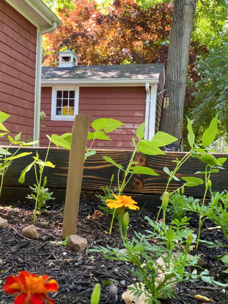 The Colonial Kitchen Garden Then and Now In the Vintage Kitchen